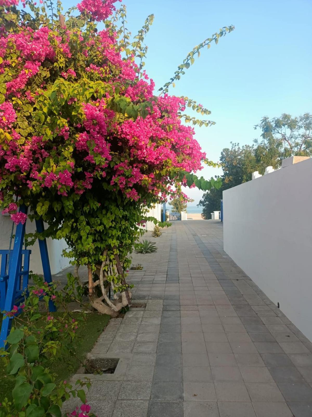 אל שרקייה Al-Ashkhara Beach Resort منتجع شاطئ الأشخرة מראה חיצוני תמונה